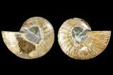 Agatized Ammonite Fossil - Crystal Filled Chambers #145839-1